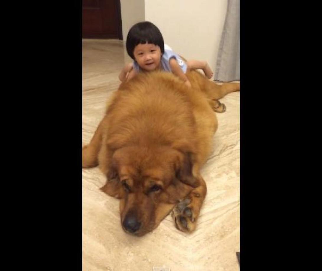 Το κοριτσάκι και ο τεράστιος σκύλος (βίντεο)