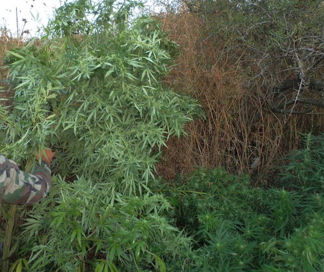 χασισοφυτειες