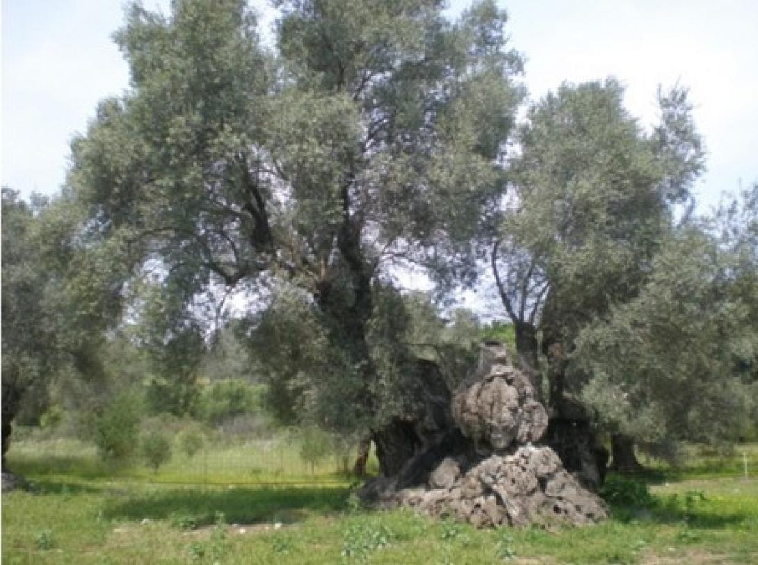 Είδος προς ... εξαγωγή τα αιωνόβια Κρητικά ελαιόδεντρα