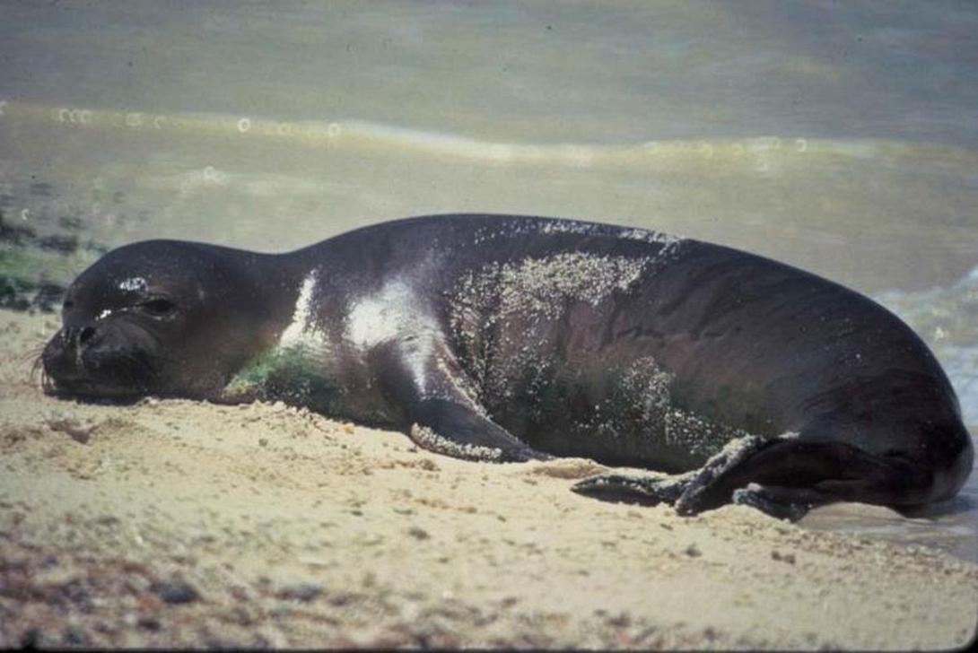 monachus.jpg