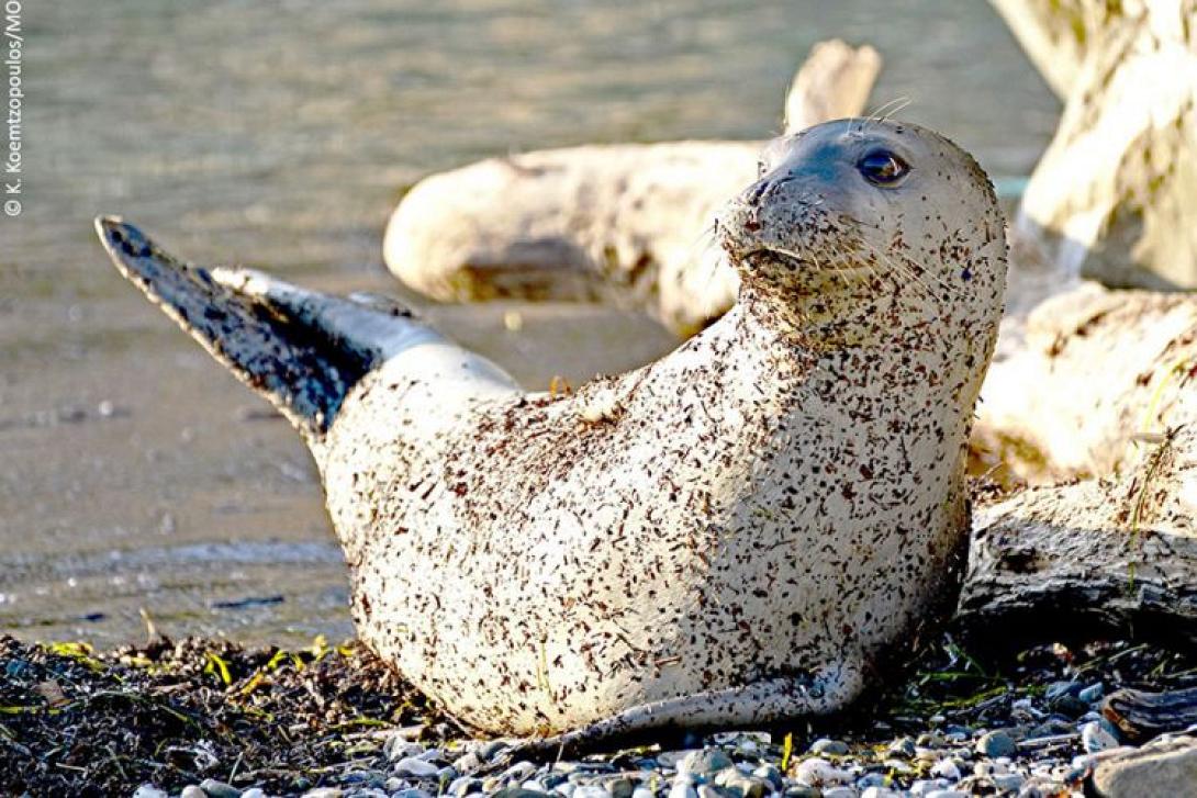 μεσογειακή φώκια