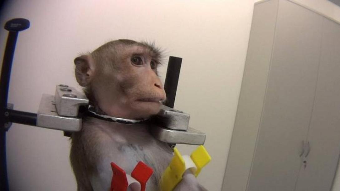 monkey1.jpg