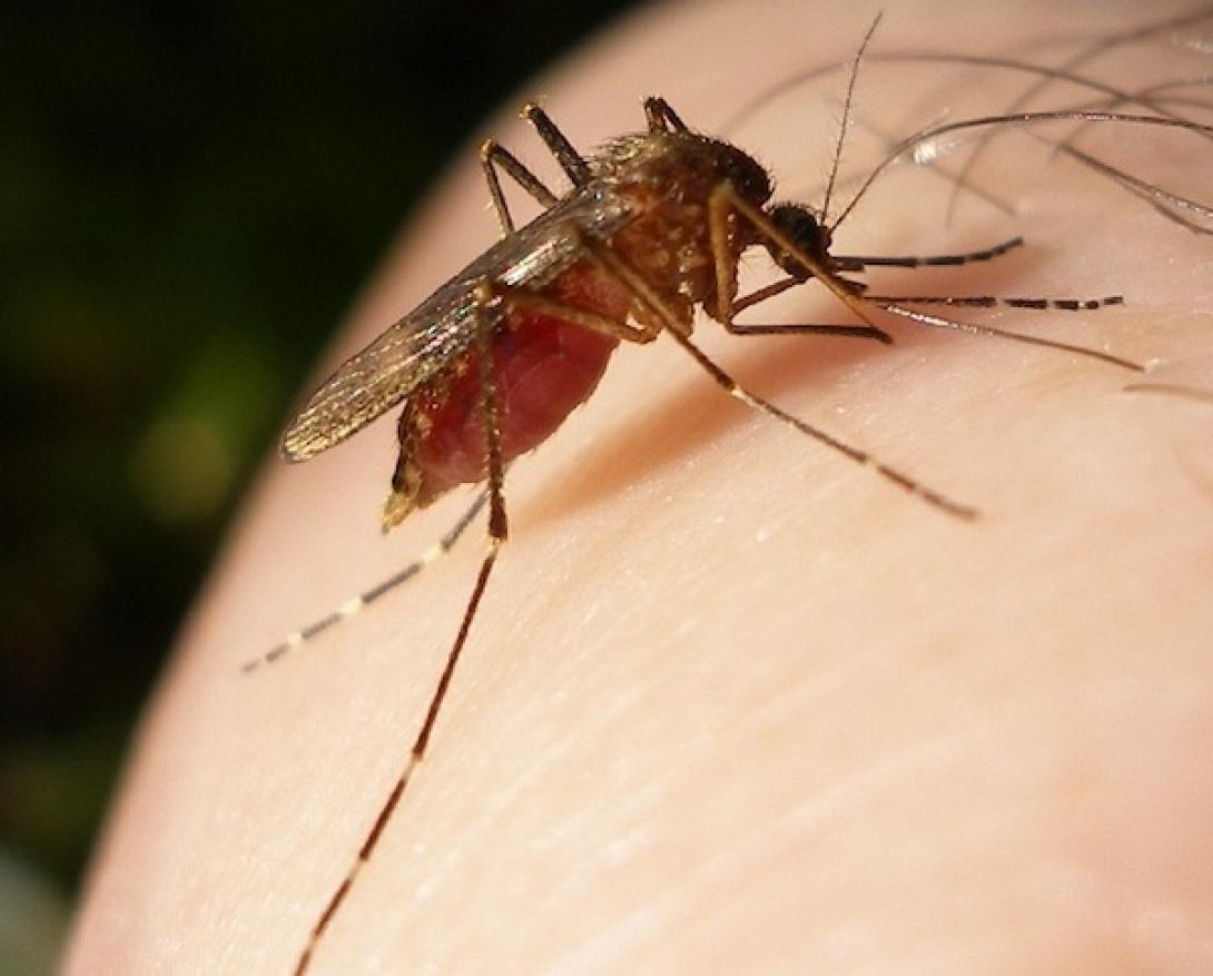 mosquito-bloodfed-p7310068.jpg