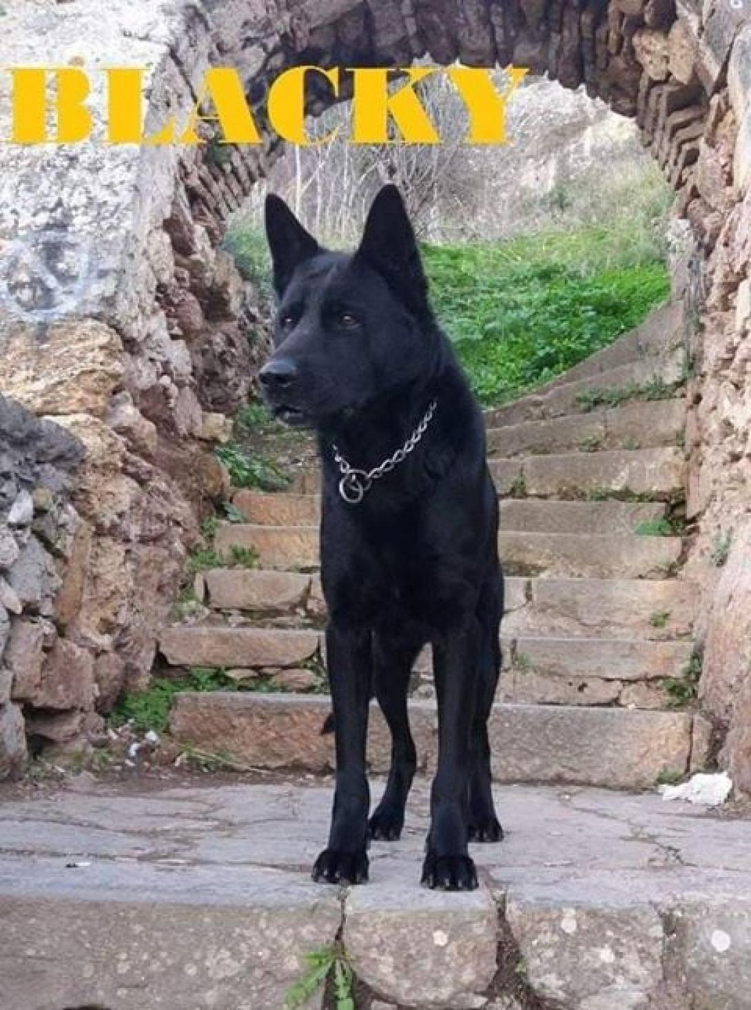 mplaki.jpg