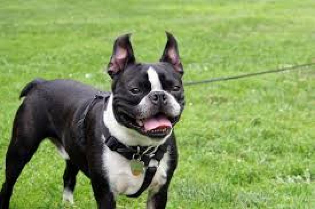 μπουλντογκ