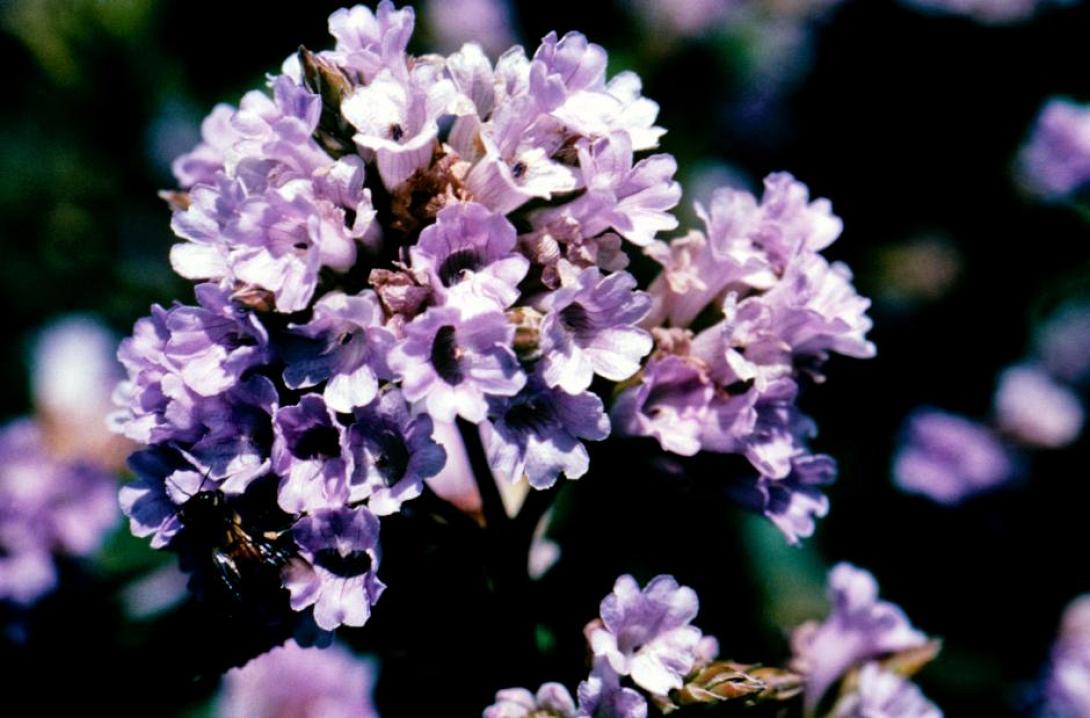 neelakurinji_ena_spanio_loyloydi_poy_anthizei_kathe_12_hronia.jpg