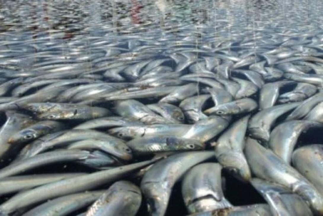 Τα ψάρια πεθαίνουν στη Λίμνη Παμβώτιδα