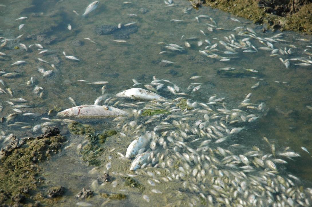 Τόνοι από νεκρά ψάρια σε λίμνη στο Μεξικό