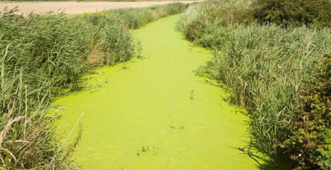 νιτρορυανση