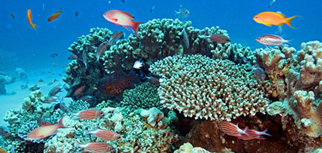 ocean-acidification.jpg