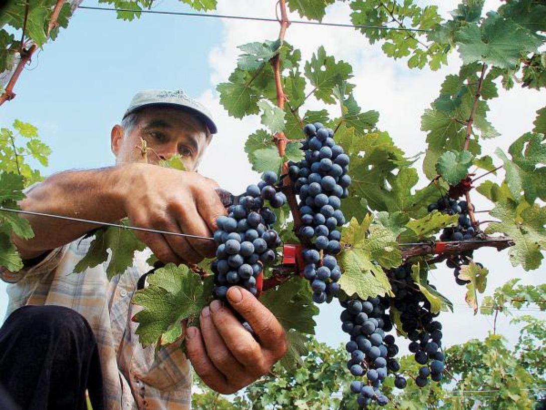 Μέχρι τις 22 Δεκεμβρίου οι αιτήσεις Συγκομιδής Οινοποιήσιμων Ποικιλιών Αμπέλου 