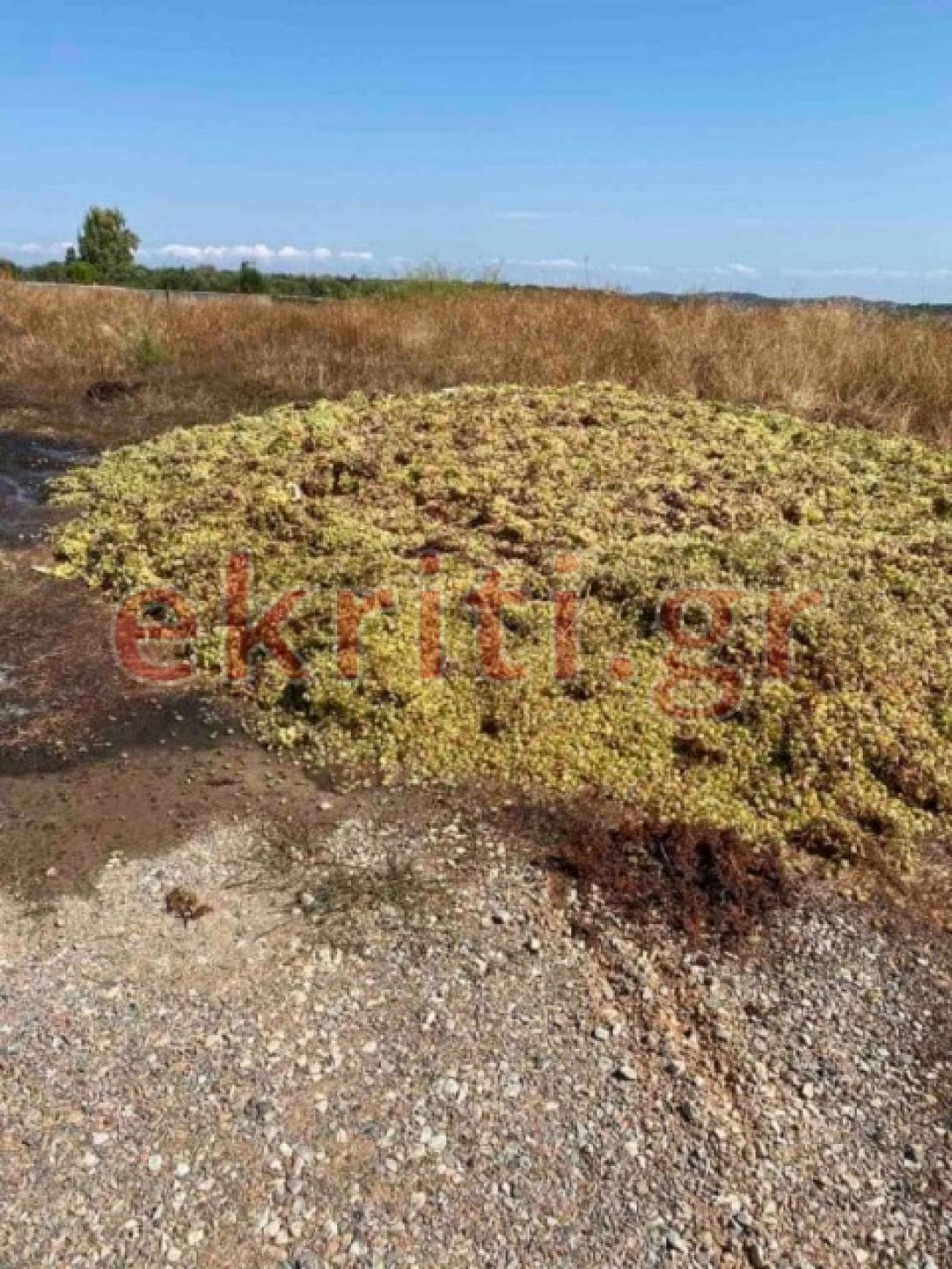 ατρύγητοι την ίδια ώρα, τόνοι σταφυλιών...