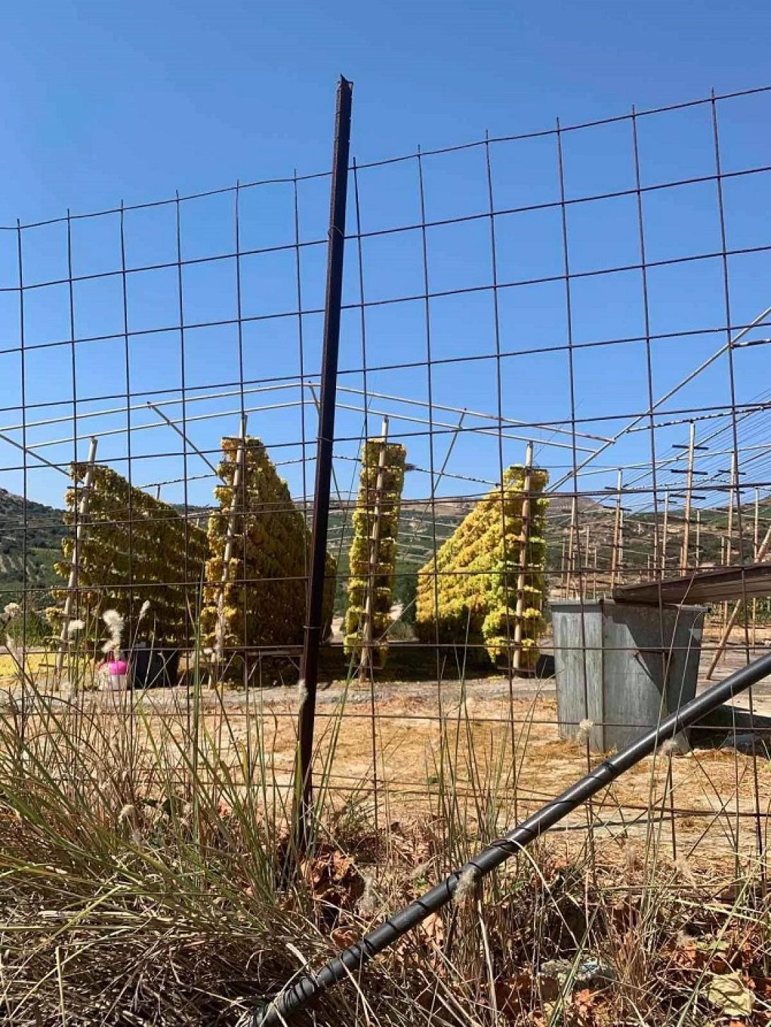 οψιγιάδες