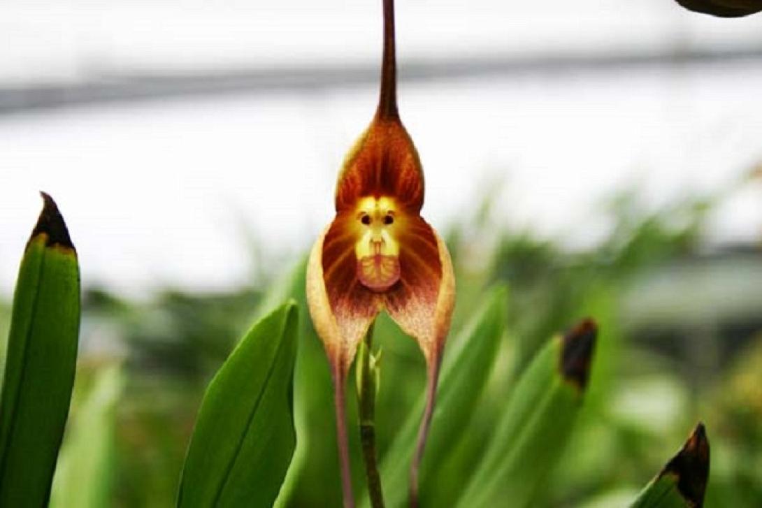 Orchid Monkey