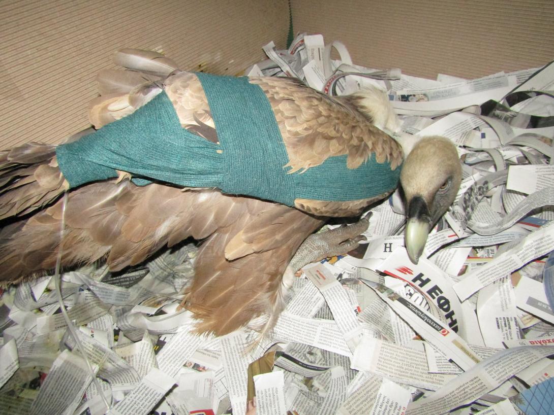 ornea3.jpg
