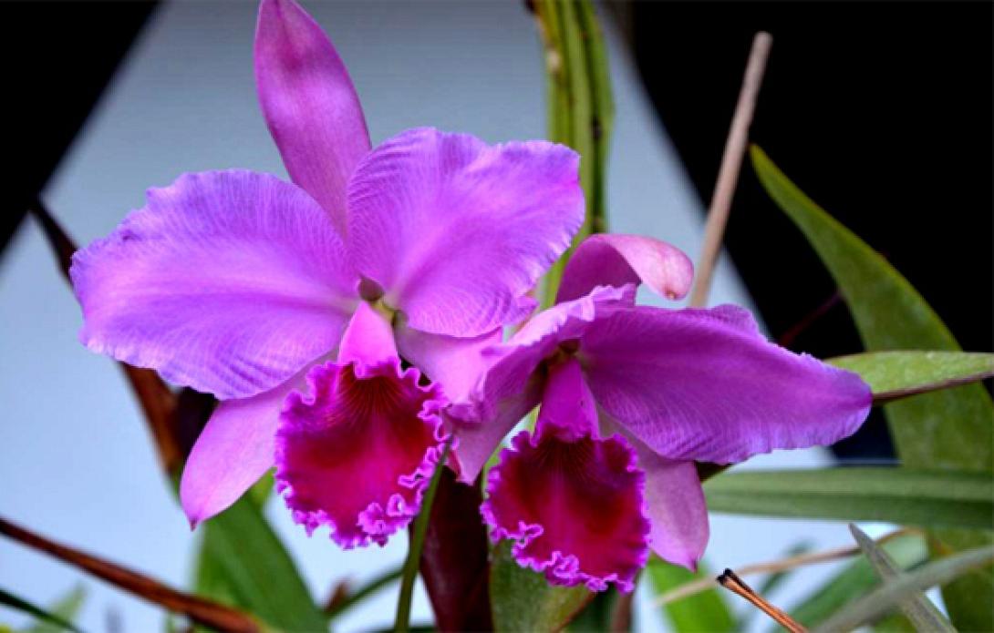 Cattleya…..ένα υπέροχο είδος Ορχιδέας