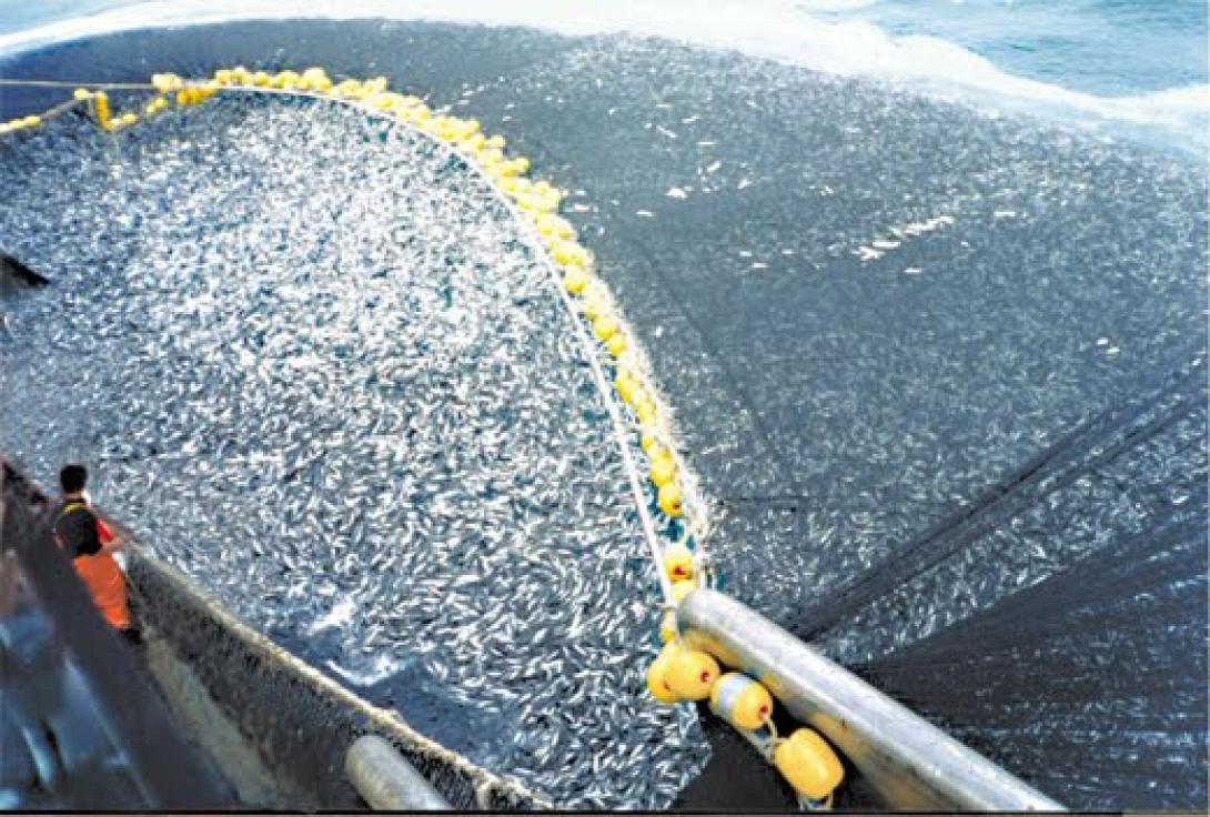 Η υπεραλίευση μειώνει τα ψάρια στη Μεσόγειο, προειδοποιούν οι επιστήμονες 