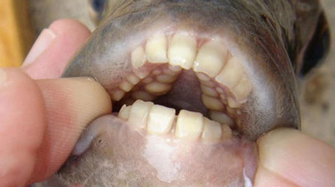ψάρι ανθρώπινα δόντια