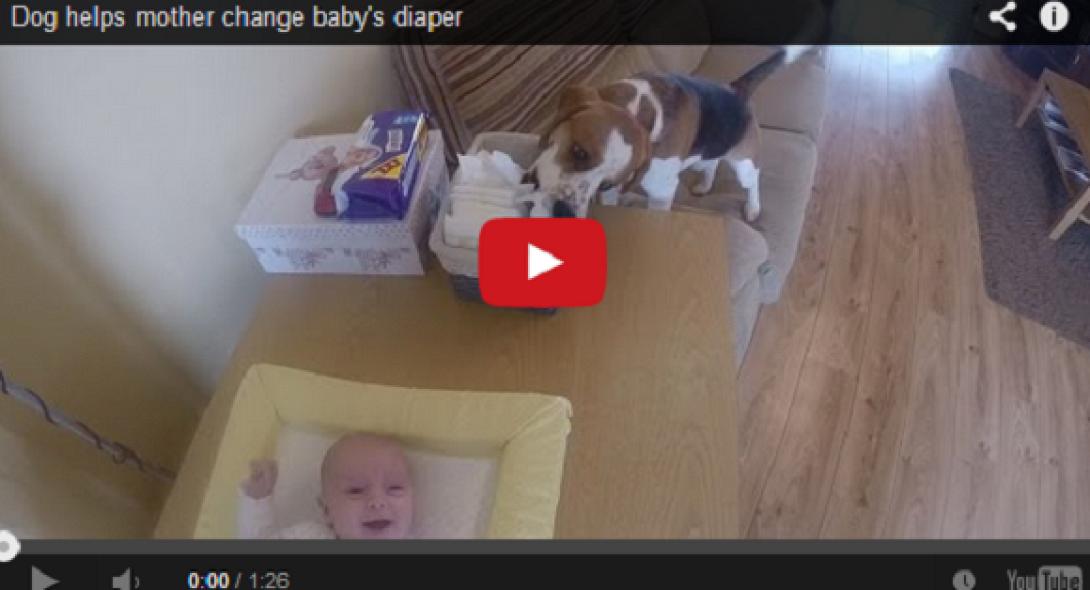 Σκύλος αλλάζει τις πάνες μωρού (βίντεο)