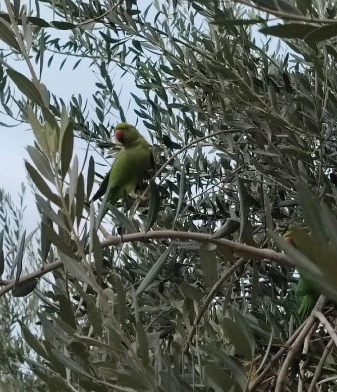 παπαγάλοι θεσσαλονίκη