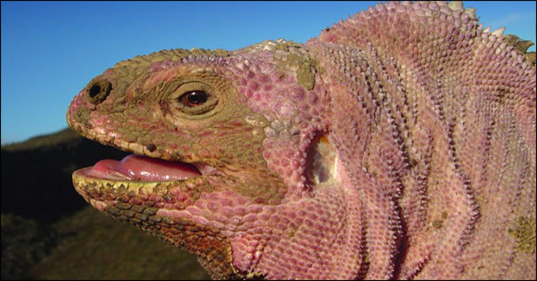pink_iguana.jpg