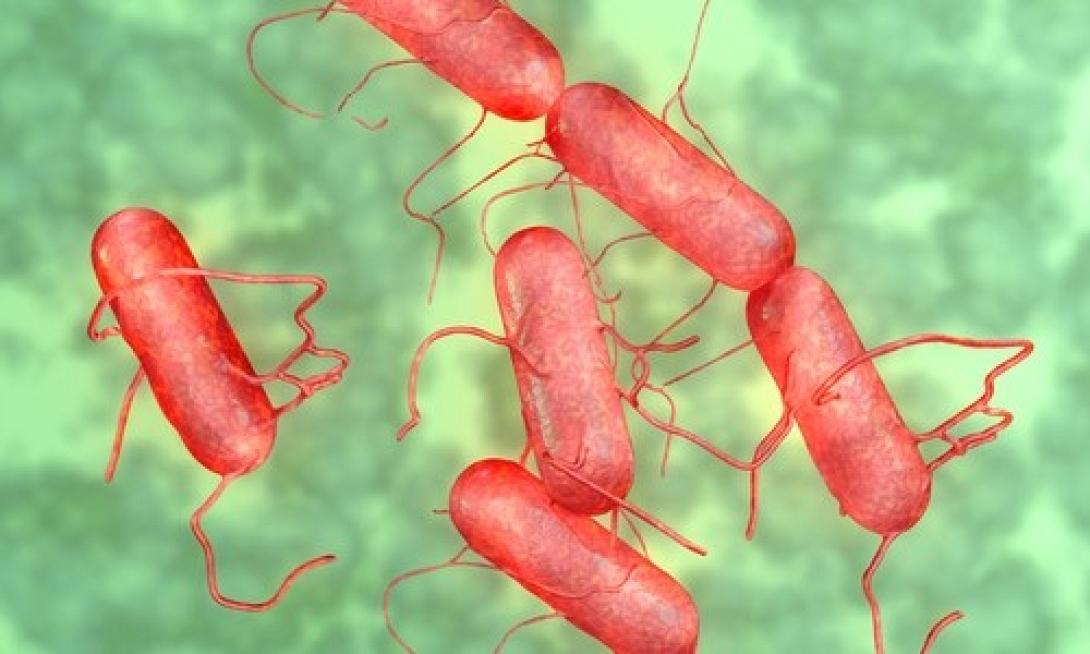 pathogonoi.jpg