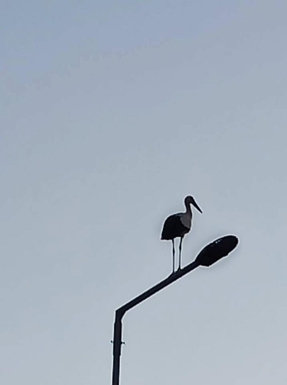 Πελεκάνοι
