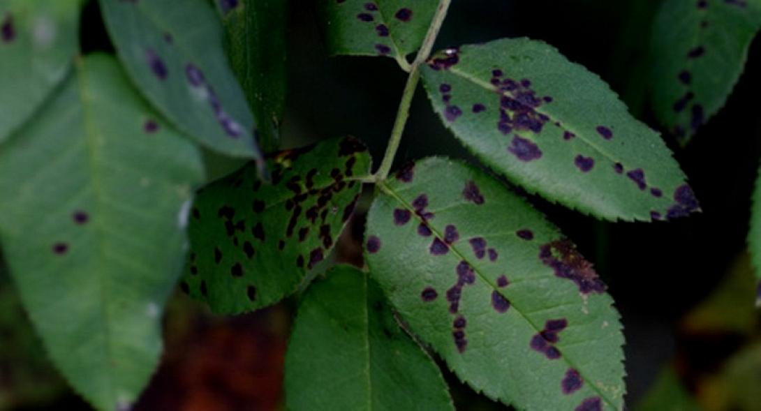 peronospora_s.jpg
