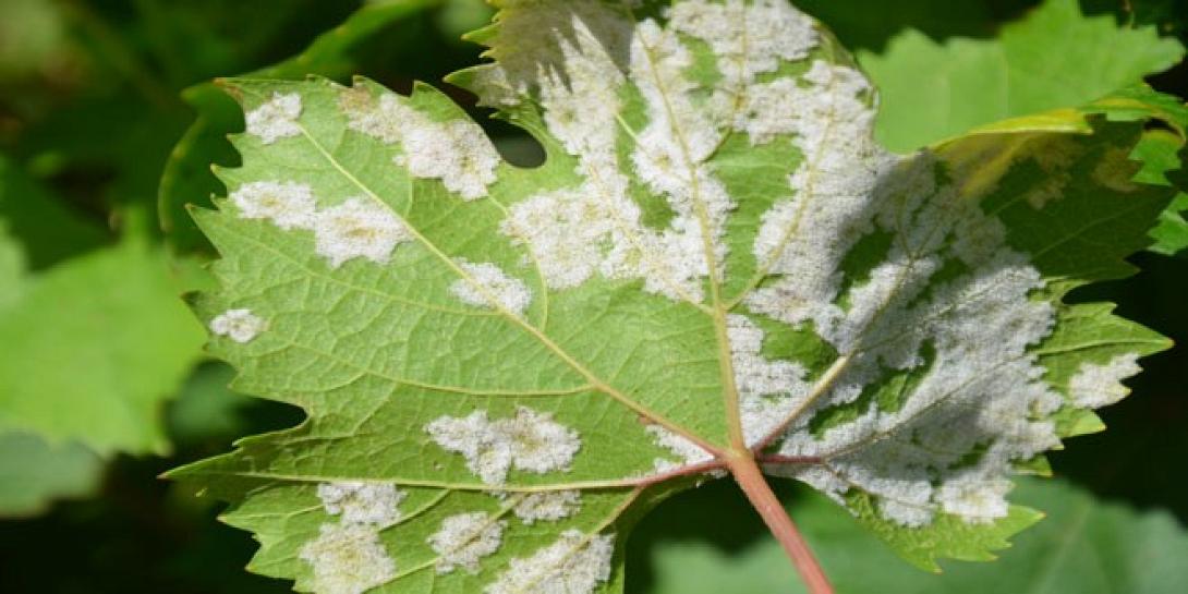 peronosporos-660x330.jpg