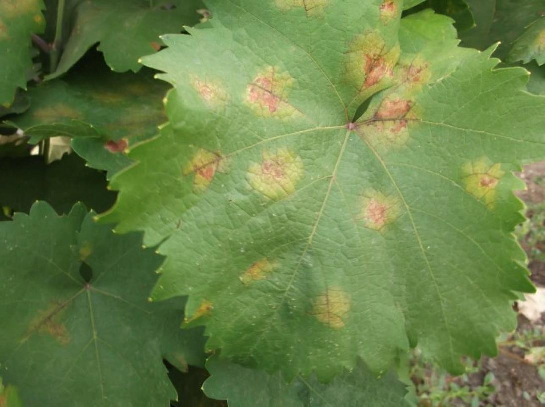 Αντιδρά και η ΚΕΟΣΟΕ στην καθυστέρηση των αποζημιώσεων για τον περονόσπορο