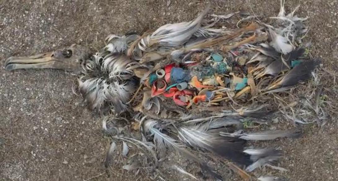 Τα σκουπίδια μας, σκοτώνουν: Δείτε τι βρήκαν μέσα σε νεκρά πουλιά (βίντεο)
