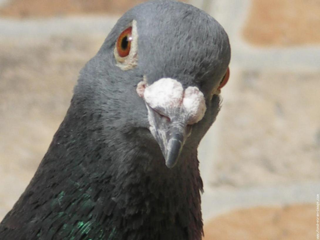 Κίνα: Σωματικός έλεγχος σε ...10.000 περιστέρια!
