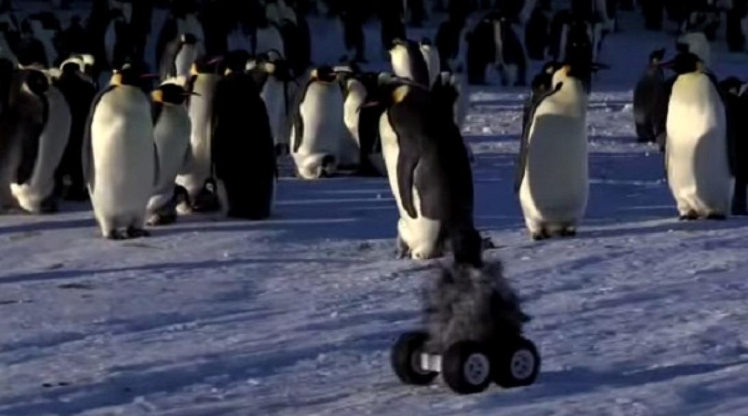 Ένας πιγκουίνος ... "μαϊμού" στην Ανταρκτική (βίντεο)