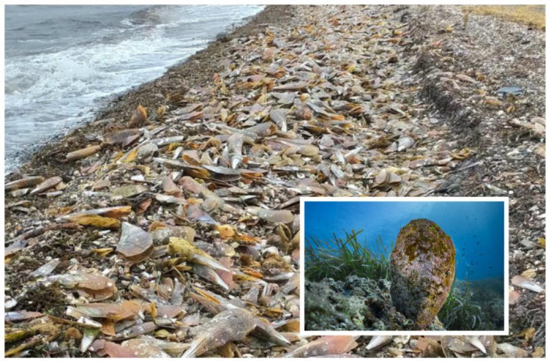 Νεκρές πίνες σε παραλία της Λεσβου.jpg