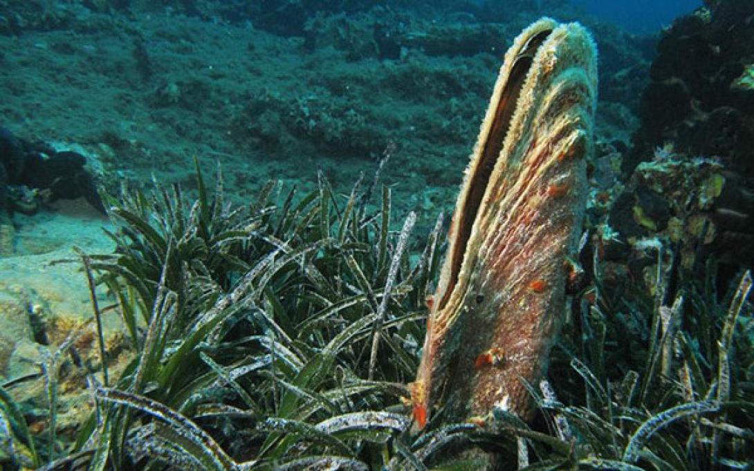 pinna.jpg