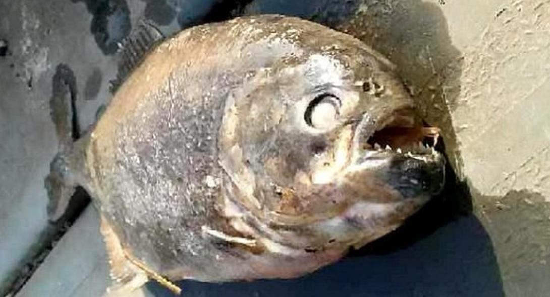 piranxas.jpg
