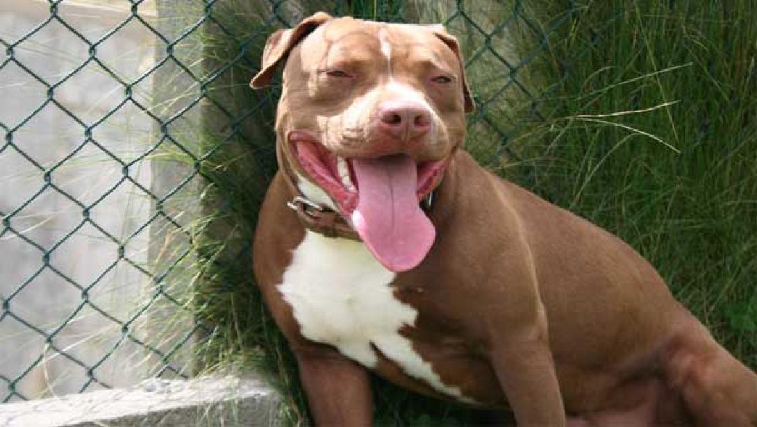 pitbull