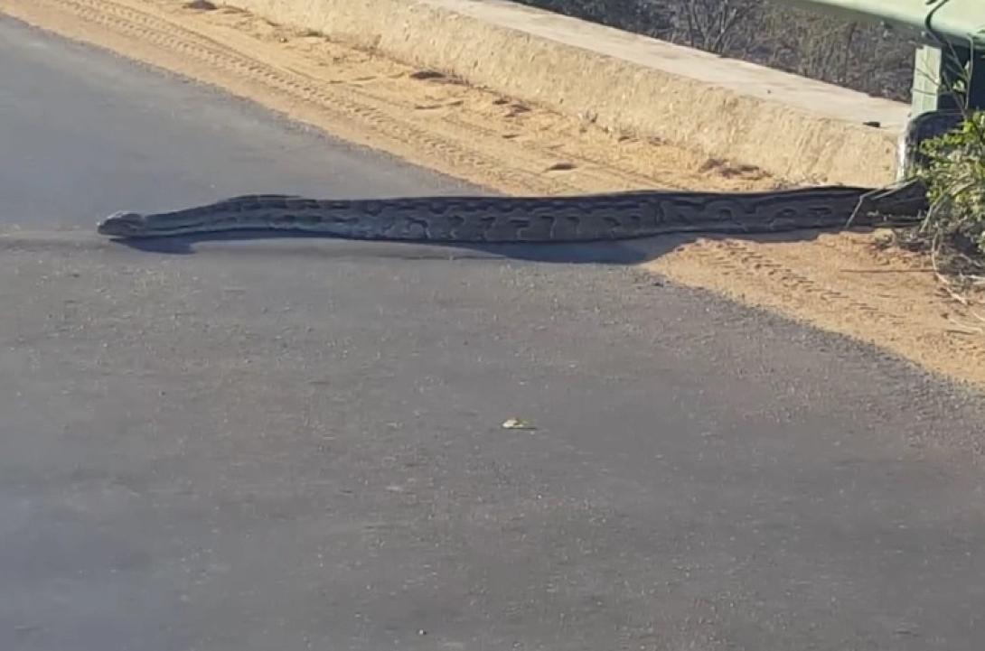 pithonas_notia_afriki_dromos_parko_krougker.jpg