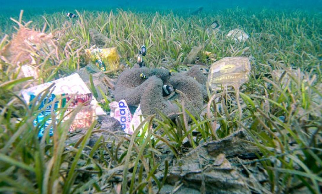 Τα πλαστικά από τις θάλασσες καταλήγουν στο στομάχι μας;