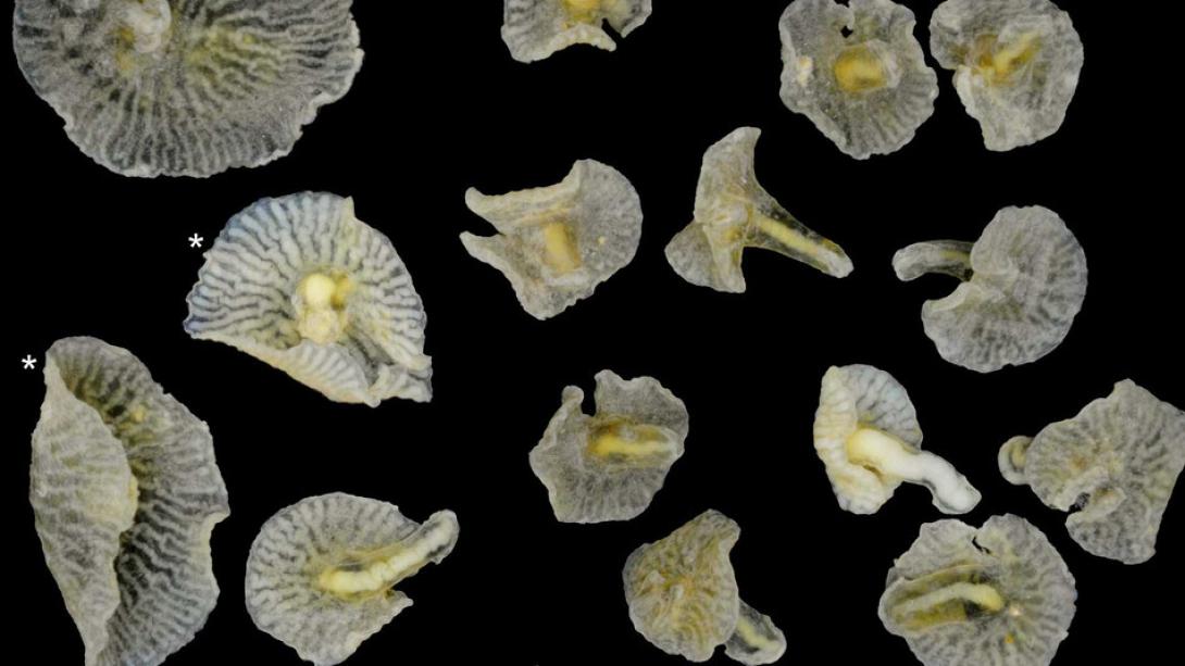 Ανακαλύφθηκε μυστηριώδες θαλάσσιο ζώο - μανιτάρι!