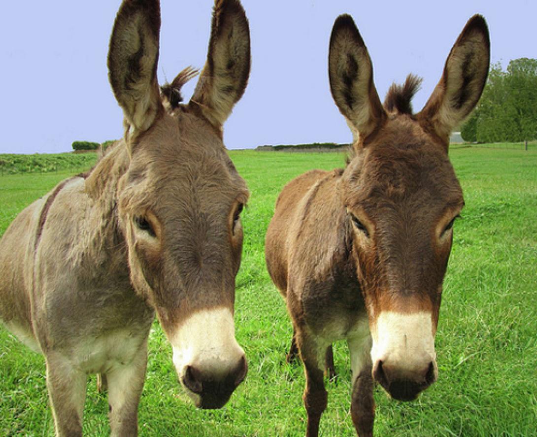 Δύο ερωτευμένα γαϊδουράκια κέρδισαν το δικαιωμά τους στον έρωτα!