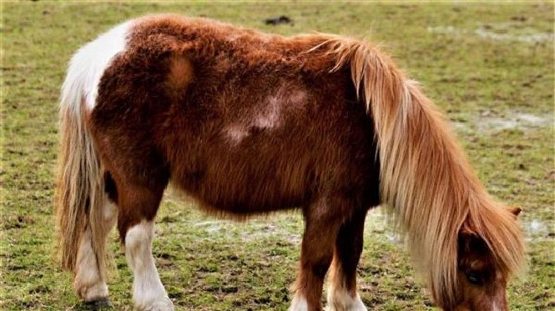 pony-600-x-337.jpg