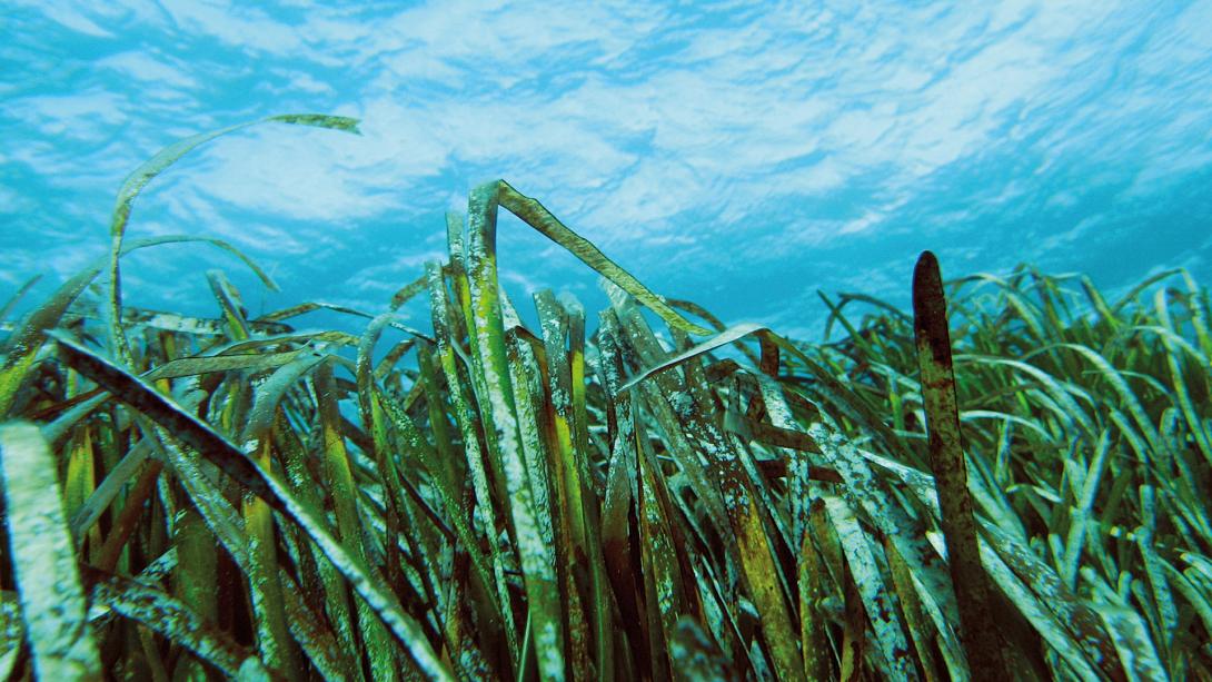 Εκπαιδευτικό Συμπόσιο Φυκολογίας στο Ηράκλειο