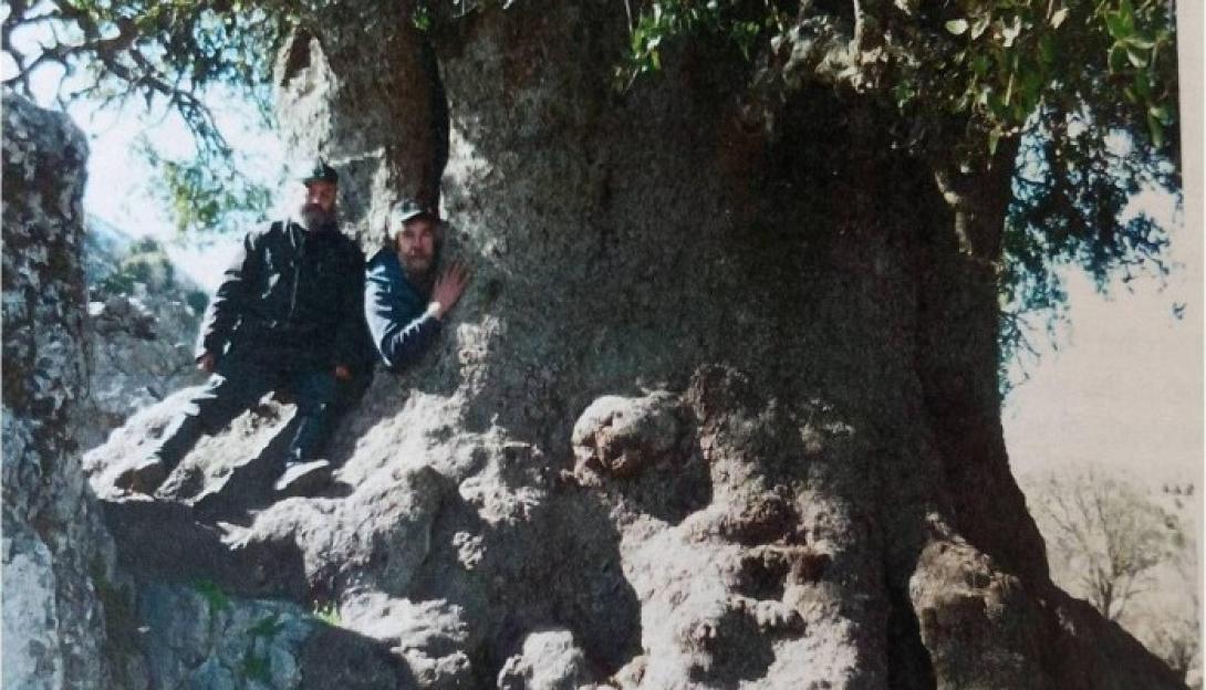 πουρνάρι κρήτη