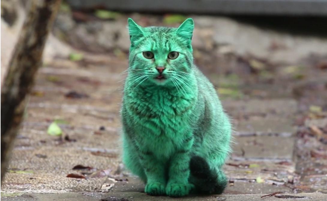 Μία παράξενη πράσινη ... γάτα! (βίντεο)