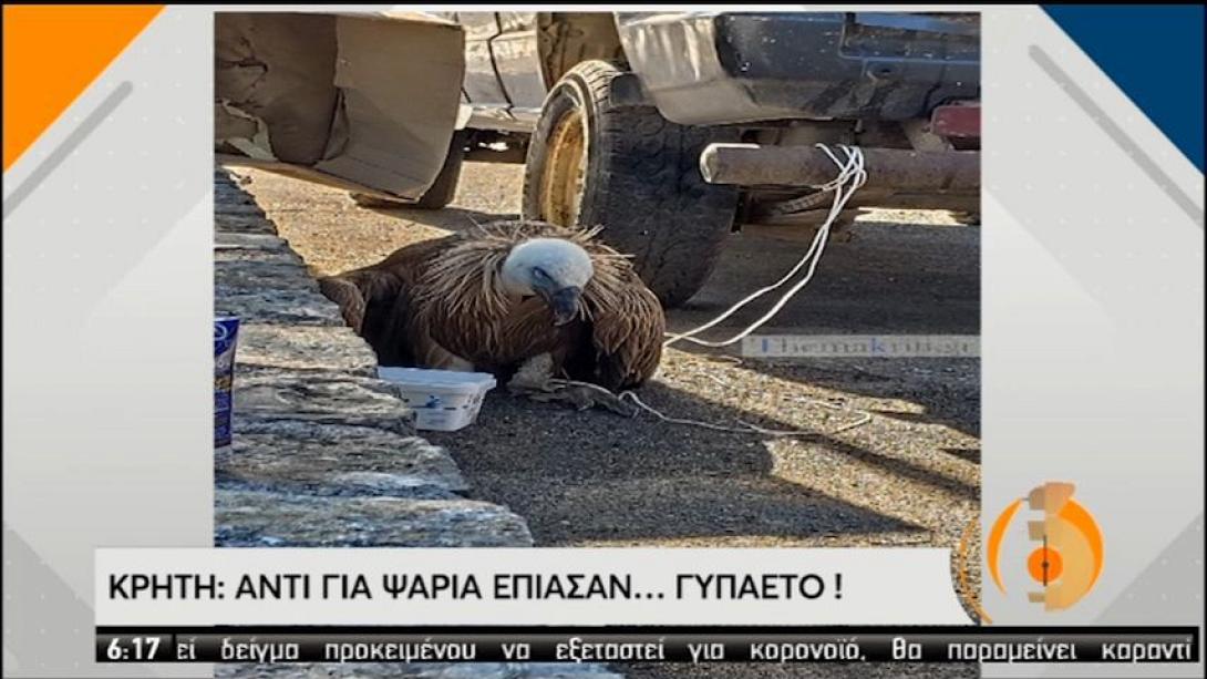 γυπαετός