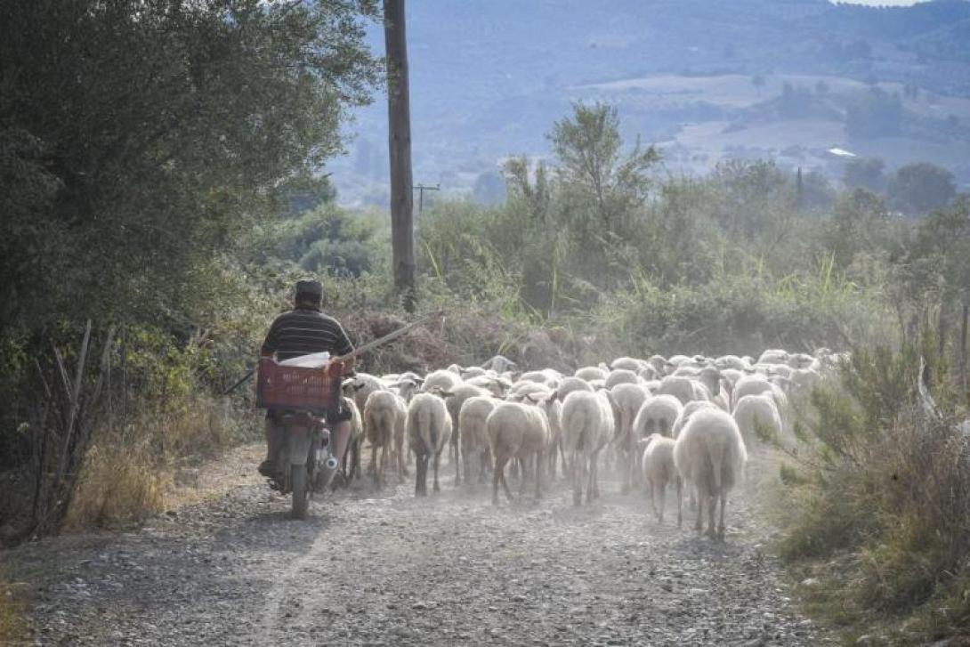 πρόβατα τροχαίο