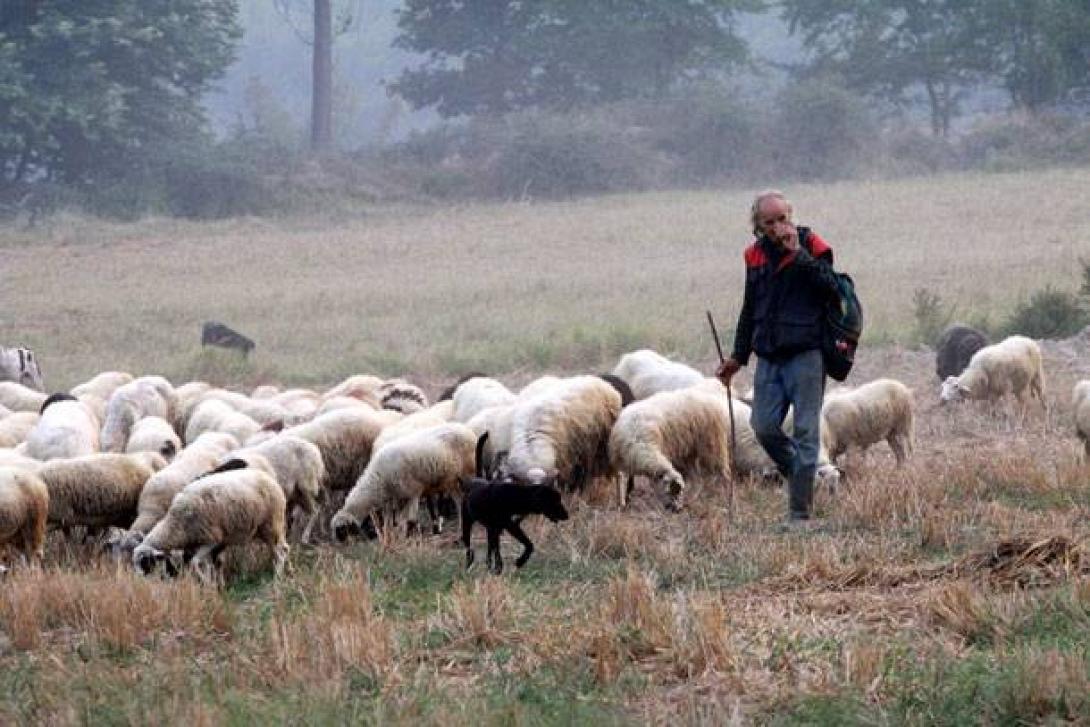 Μεγάλη η λίστα των προβλημάτων που θα θέσουν οι Κρητικοί κτηνοτρόφοι στον Υπουργό 