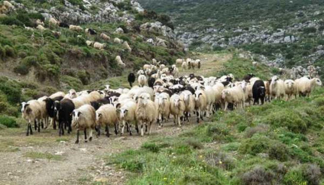 Ζώνες ελέγχου για τον καταρροϊκό σε Χανιά και Ρέθυμνο