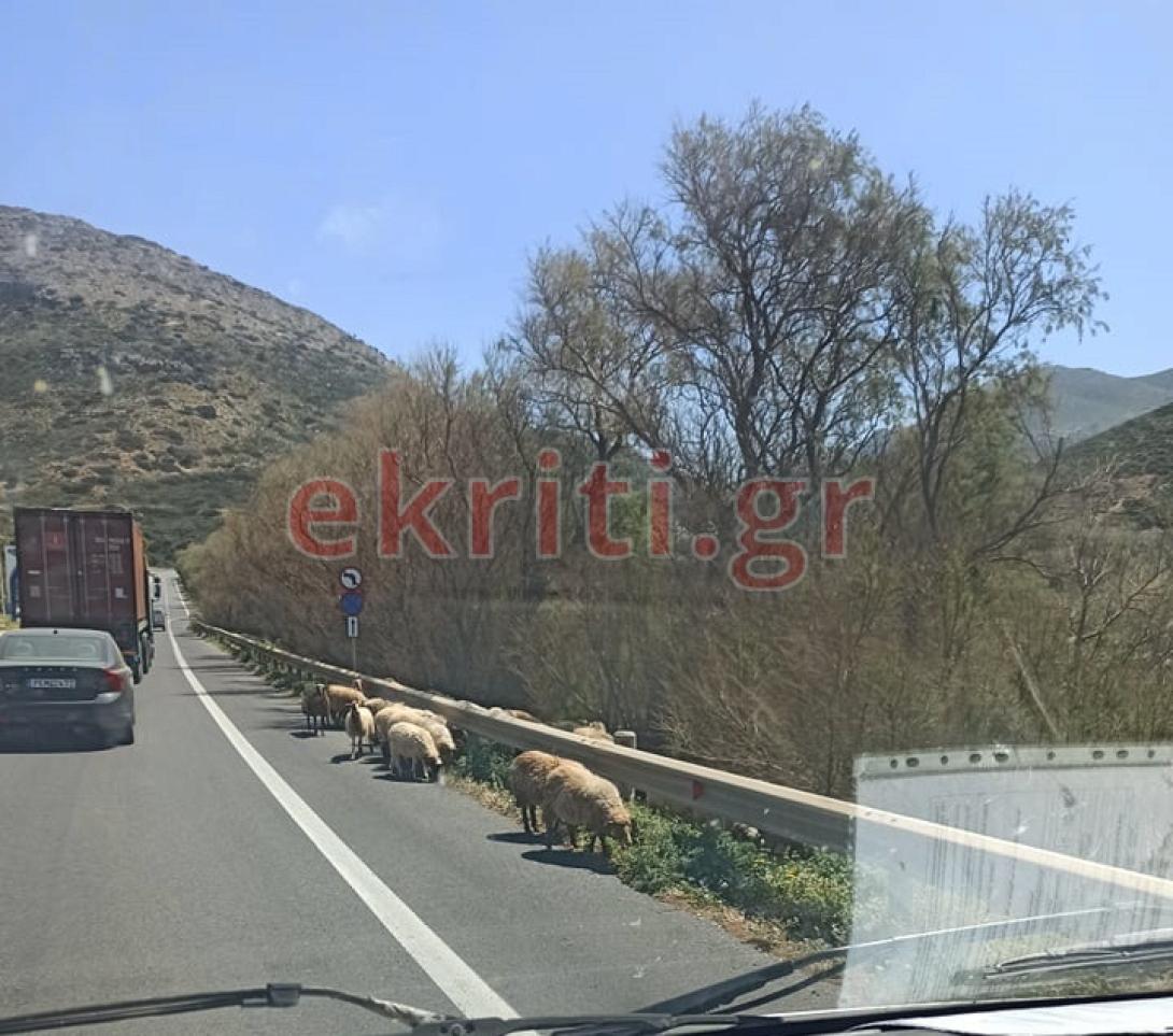 πρόβατα - ΒΟΑΚ